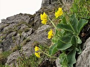 Cancervo-Venturosa ad anello, una festa di fiori (1giu21)